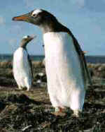 gentoo-penguins.jpg (4705 Byte)