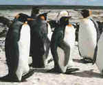 king-penguins.jpg (5148 Byte)