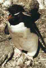 rockhopper-penguins.jpg (5477 Byte)