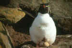 Felsenpinguin_Rockhopper_mitEi_Falkland.jpg (14593 Byte)