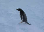 Penguinsideviewadelie.jpg (34807 Byte)