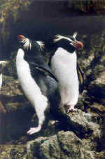 Snares1.jpg (23271 Byte)
