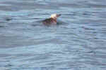 Zwergpinguin_LittleBluePinguin_Neuseeland.jpg (12811 Byte)
