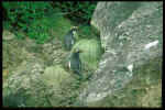fiordland2.jpg (25793 Byte)