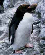 macaroni-penguins.jpg (4915 Byte)