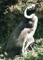 magellanic-penguins.jpg (5959 Byte)